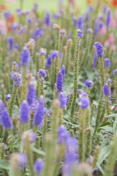 Véronique à longues feuilles Veronica longifolia 5-10 pot P9 Veronica longifolia