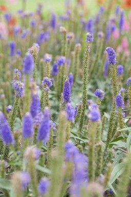 Veronica longifolia