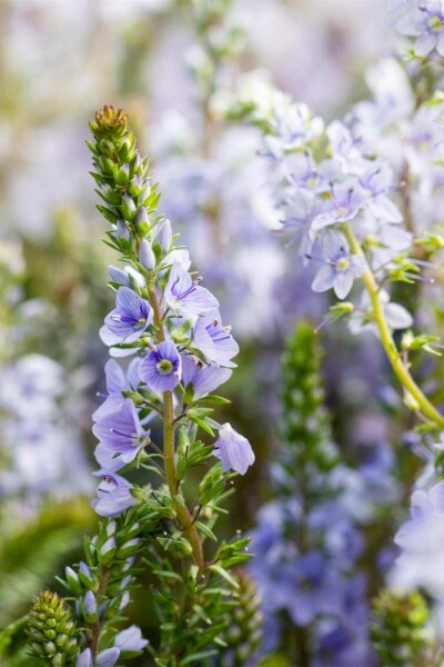 Véronique rampante Veronica prostrata 5-10 pot P9 Veronica prostrata