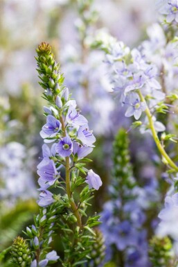 Véronique rampante Veronica prostrata 5-10 pot P9 Veronica prostrata