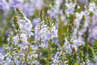 Véronique rampante Veronica prostrata 5-10 pot P9 Veronica prostrata