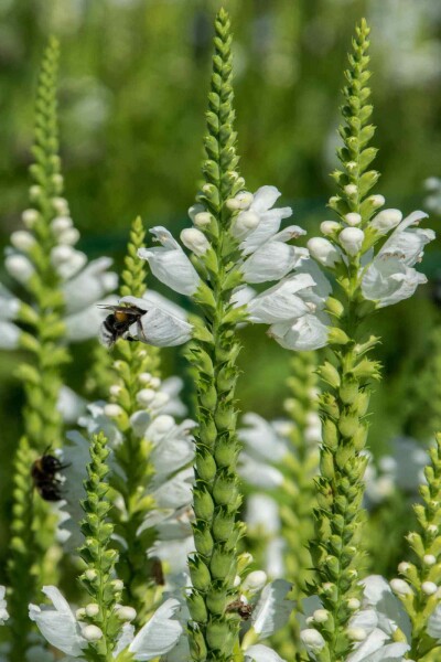 Véronique épi Veronica spicata 'Icicle' 5-10 pot P9 Veronica spicata 'Icicle'