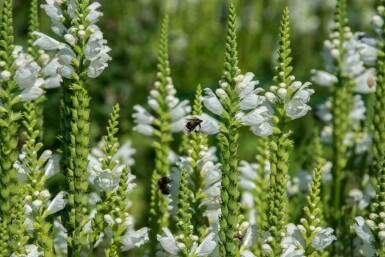 Veronica spicata 'Icicle'