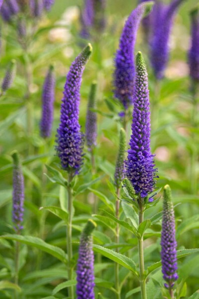 Veronica spicata