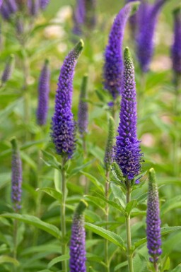 Veronica spicata