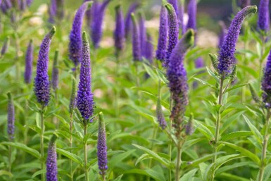 Veronica spicata