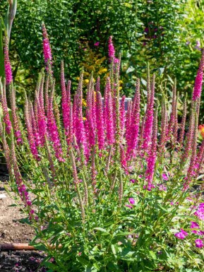 Veronica spicata 'Rotfuchs'
