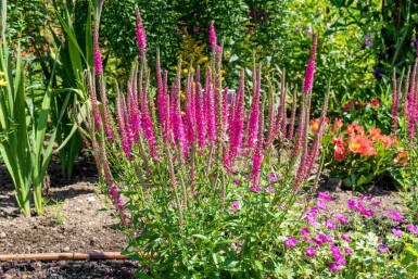 Veronica spicata 'Rotfuchs'