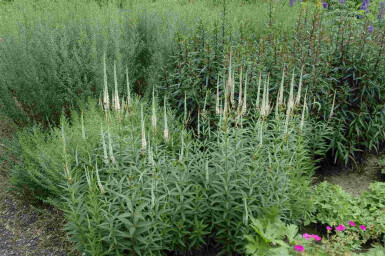 Véronique de virginie Veronicastrum virginicum 'Album' 5-10 pot P9 Veronicastrum virginicum 'Album'
