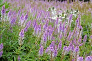 Véronique de virginie Veronicastrum virginicum 'Fascination' 5-10 pot P9 Veronicastrum virginicum 'Fascination'