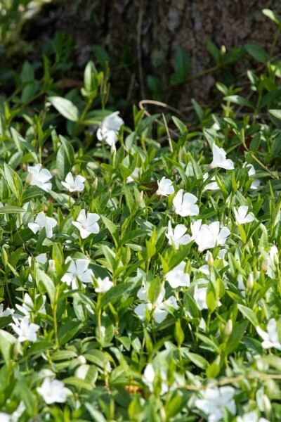 Petite pervenche Vinca minor 'Alba' 5-10 pot P9 Vinca minor 'Alba'