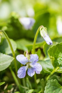 Viola sororia 'Freckles'