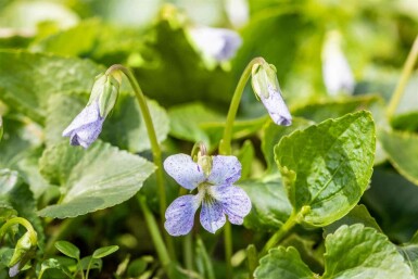Viola sororia 'Freckles'