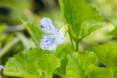 Viola sororia 'Freckles'