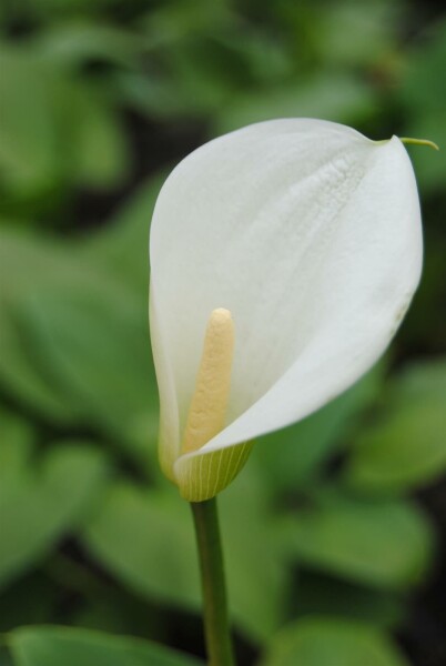 Calla Zantedeschia aethiopica 5-10 pot P9 Zantedeschia aethiopica