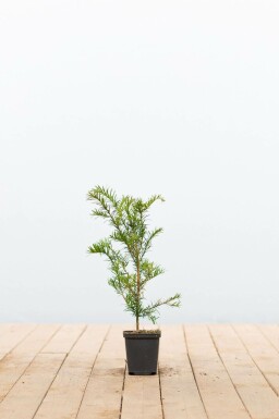 If à baies Taxus baccata Arbuste 15-20 Pot 9x9 cm (P9) Taxus baccata arbuste 15-20 cm