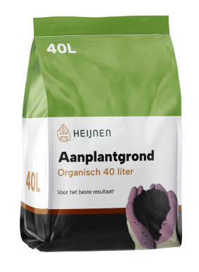 Hêtre des forêts Fagus sylvatica Haie 20-30