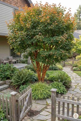 Acer griseum arbuste 80-100 cm