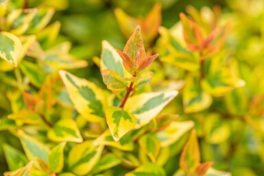Abelia grandiflora 'Kaleidoscope' arbuste 30-40 cm