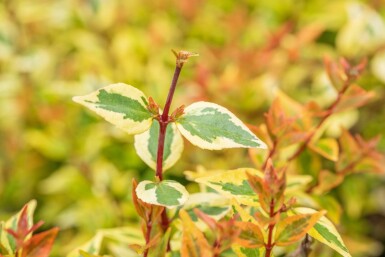 Abelia grandiflora 'Kaleidoscope' arbuste 30-40 cm