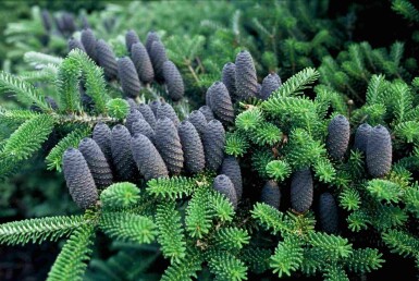 Abies koreana arbuste 60-80 cm