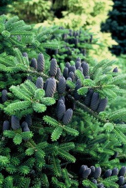 Abies koreana arbuste 60-80 cm