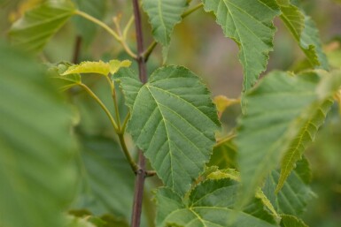Acer davidii arbuste 150-175 cm