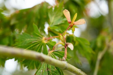 Acer japonicum 'Aconitifolium' arbuste 40-50 cm