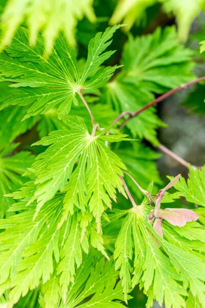 Acer japonicum 'Aconitifolium' arbuste 100-125 cm