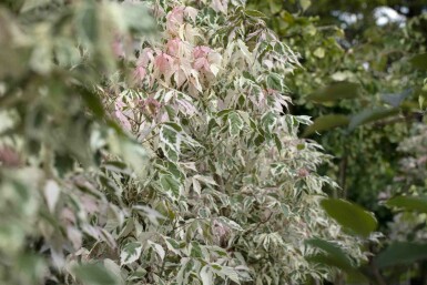 Acer negundo 'Flamingo' arbuste 60-80 cm