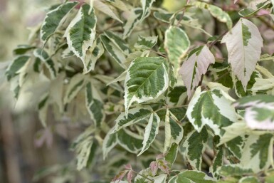 Acer negundo 'Flamingo' arbuste 60-80 cm