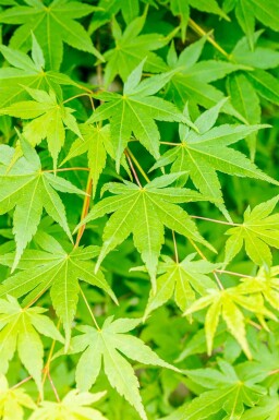 Acer palmatum arbuste 175-200 cm