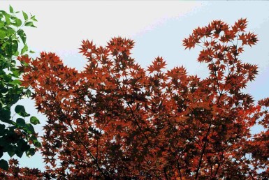 Acer palmatum 'Atropurpureum' arbuste 40-60 cm