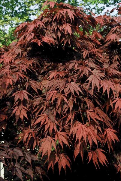 Acer palmatum 'Atropurpureum' arbuste 150-175 cm