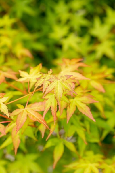 Acer palmatum 'Bi Hoo' arbuste 60-80 cm