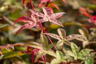 Acer palmatum 'Bi Hoo' arbuste 60-80 cm