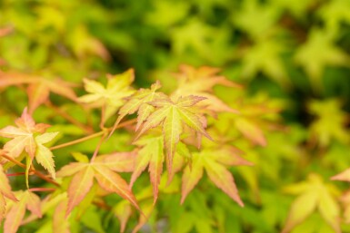 Acer palmatum 'Bi Hoo' arbuste 80-100 cm