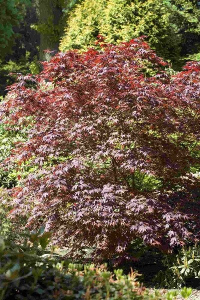 Acer palmatum 'Bloodgood' arbuste 125-150 cm