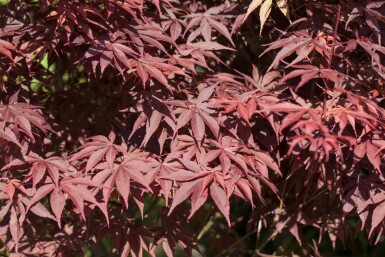 Acer palmatum 'Bloodgood' arbuste 100-125 cm