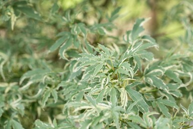 Acer palmatum 'Butterfly' arbuste 80-100 cm