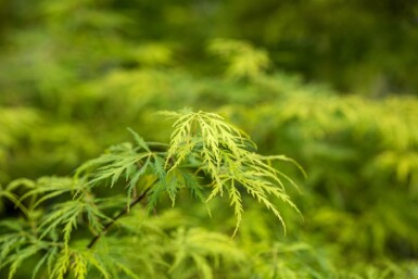 Acer palmatum 'Dissectum' arbuste 40-50 cm