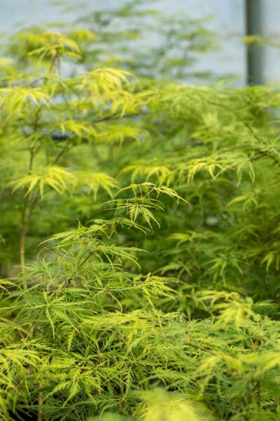Acer palmatum 'Dissectum' arbuste 125-150 cm