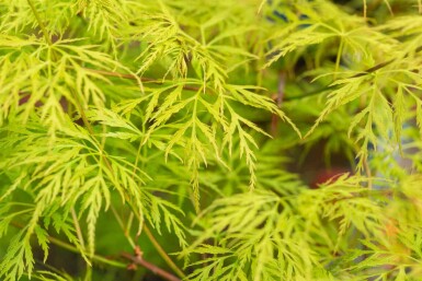 Acer palmatum 'Emerald Lace' arbuste 60-80 cm