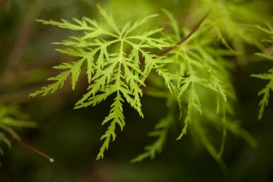 Acer palmatum 'Emerald Lace' arbuste 80-100 cm