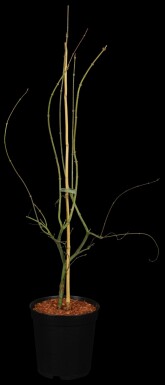 Acer palmatum 'Emerald Lace' arbuste 80-100 cm