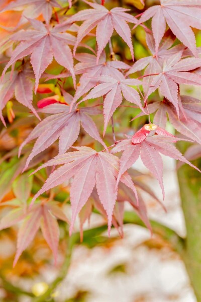 Acer palmatum 'Fireglow' arbuste 100-125 cm