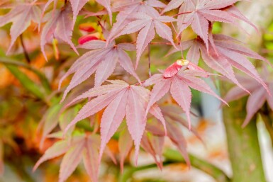 Acer palmatum 'Fireglow' arbuste 150-175 cm