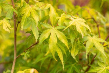 Acer palmatum 'Katsura' arbuste 80-100 cm