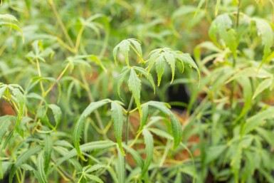 Acer palmatum 'Koto-no-ito' arbuste 125-150 cm