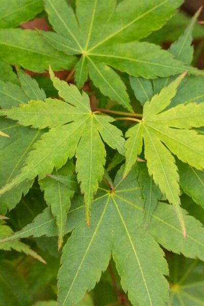 Acer palmatum 'Little Princess' arbuste 40-60 cm